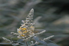 Buddleja madagascariensis